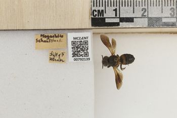 Media type: image;   Entomology 792139 Aspect: Labels